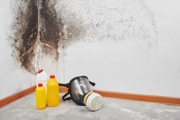 Best Toxic Mold Removal  in Pecan Grove, TX