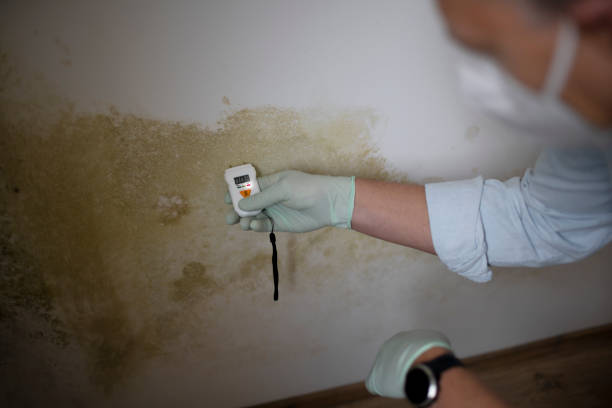 Best Black Mold Removal  in Pecan Grove, TX