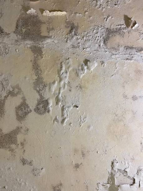 Best Toxic Mold Removal  in Pecan Grove, TX