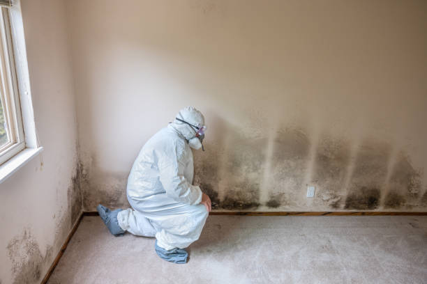 Best Mold Damage Repair  in Pecan Grove, TX