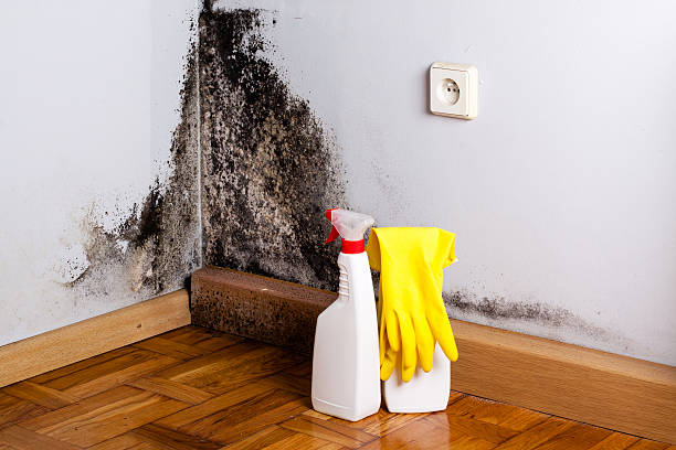 Best Crawl Space Mold Removal  in Pecan Grove, TX