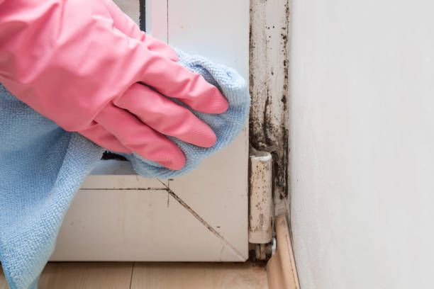 Attic Mold Removal